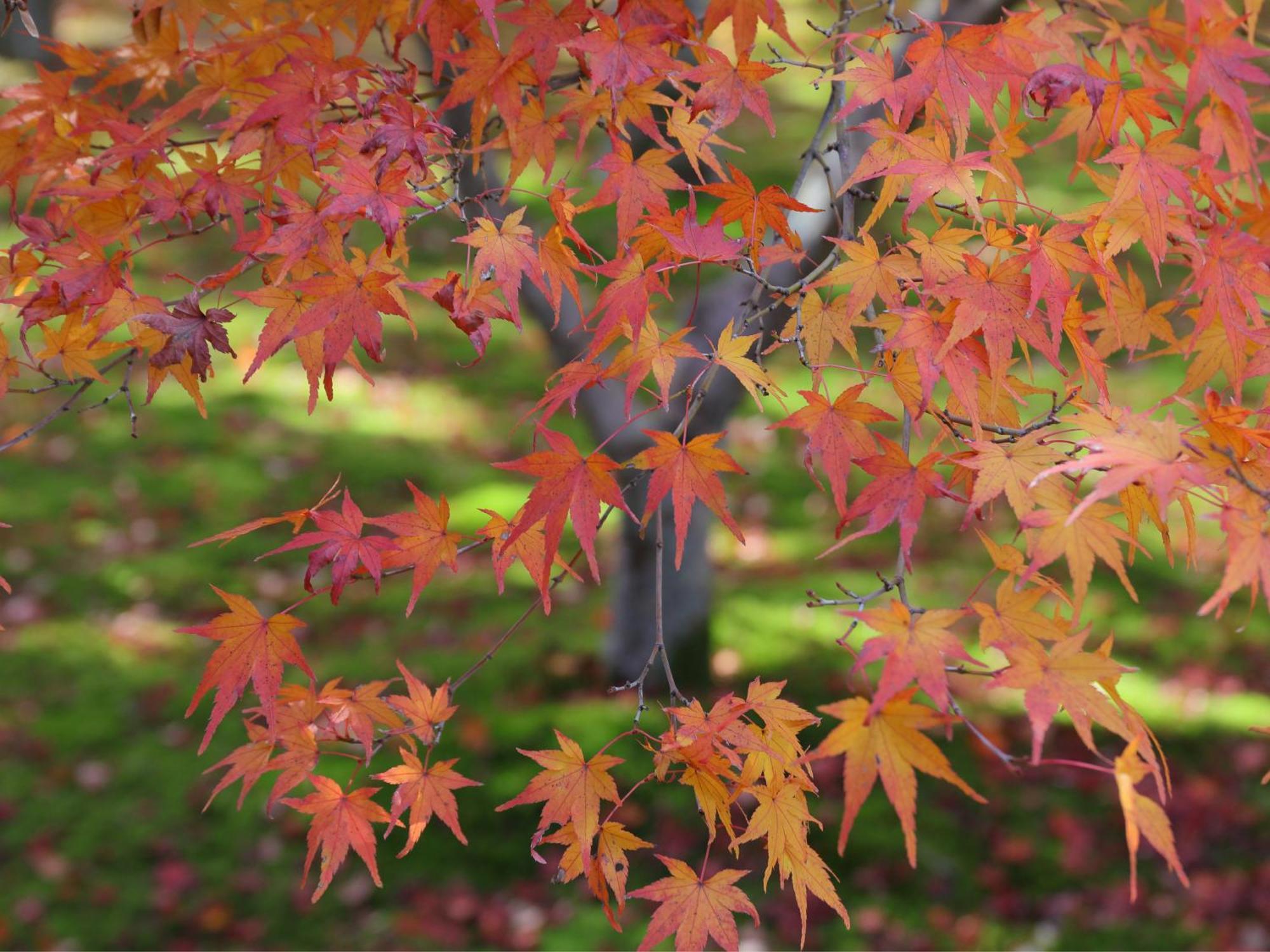 Iroha 颯 - Sou -